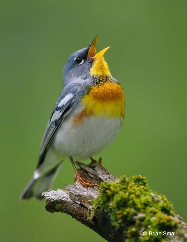 Hope and a Little Bird -