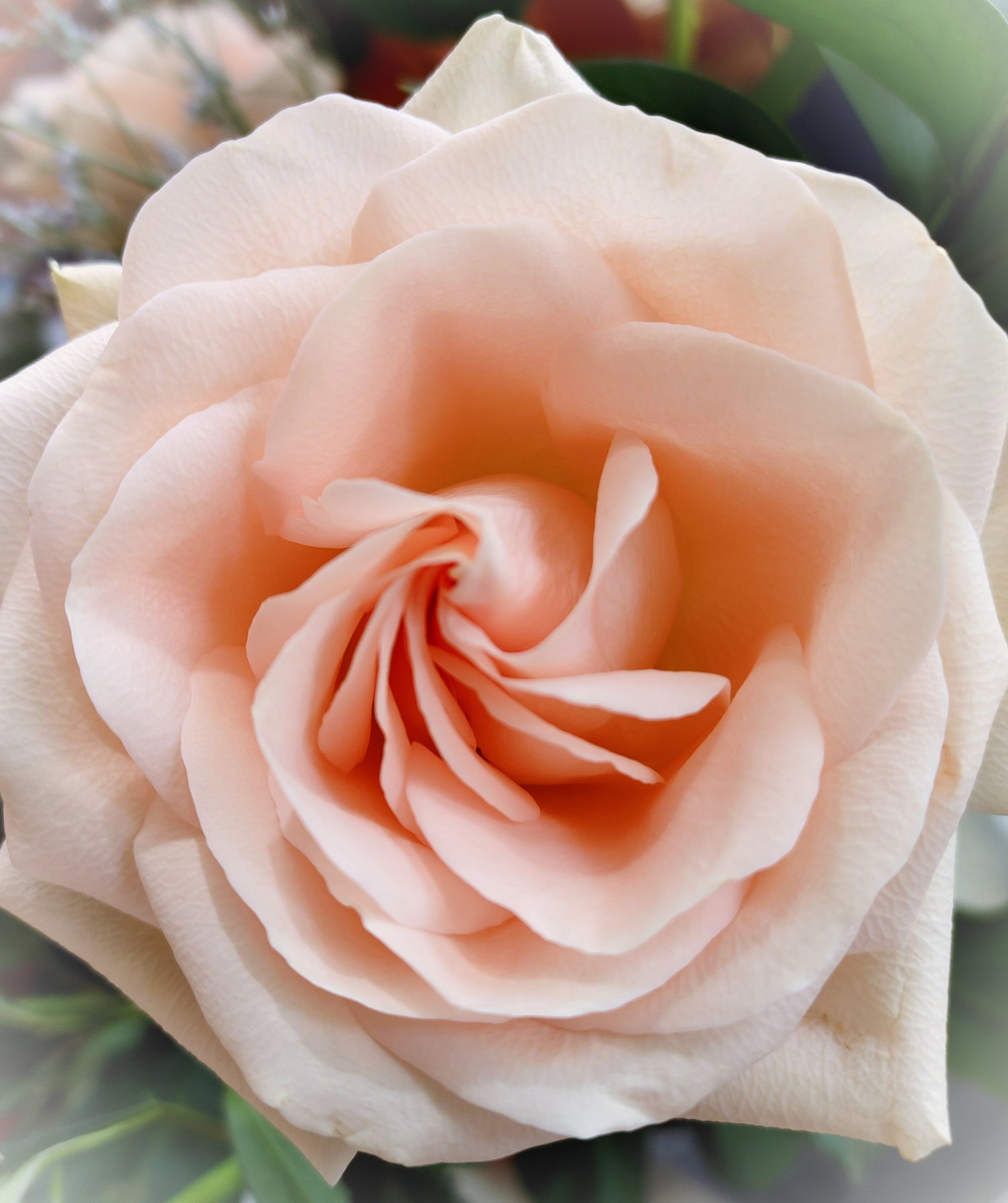Roses Are