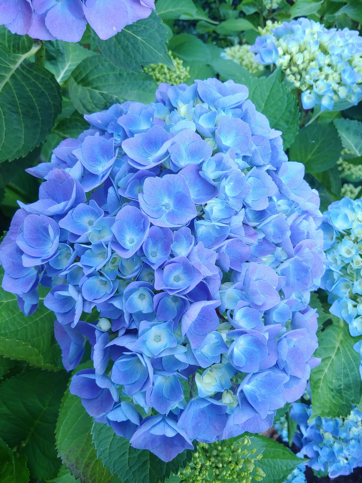 Hydrangeas