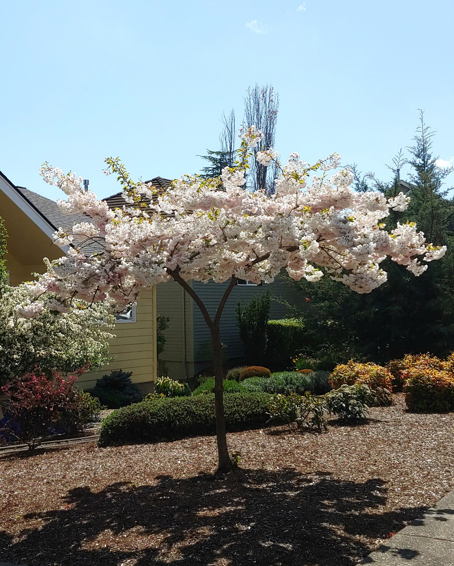 Young Tree