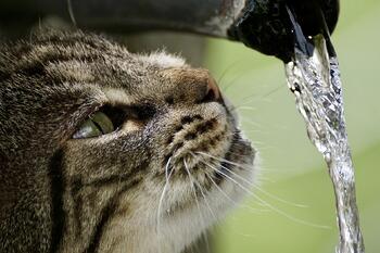 Cats and Water