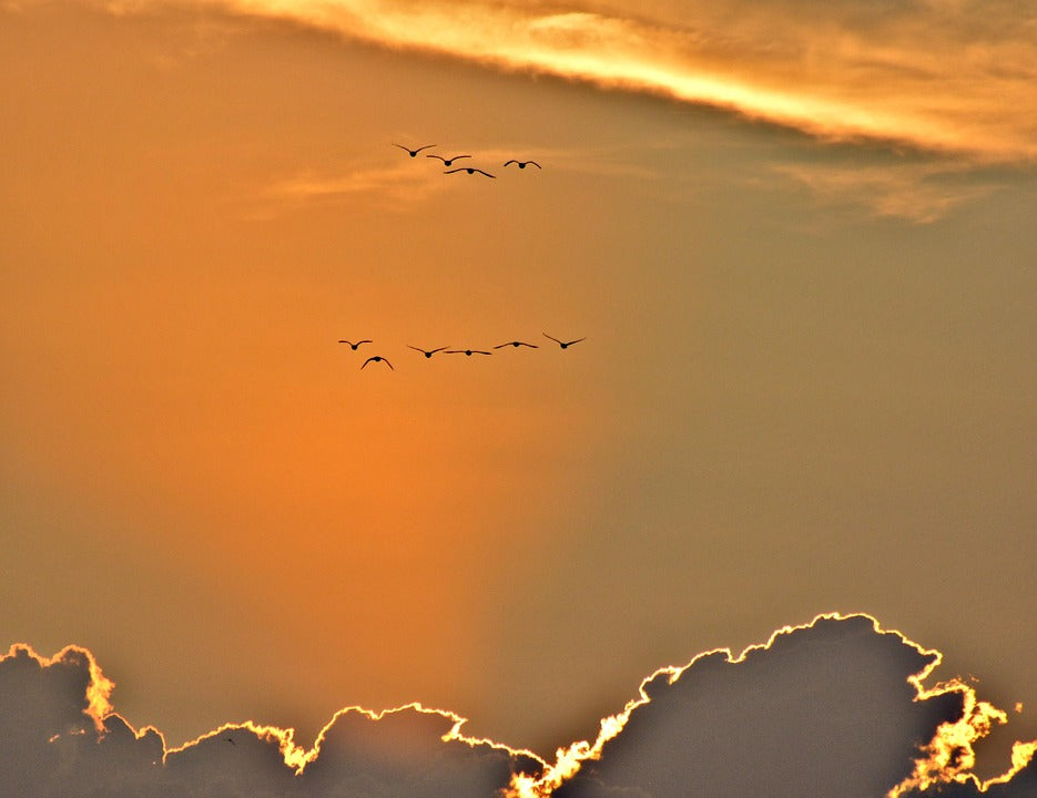 Geese in Circles