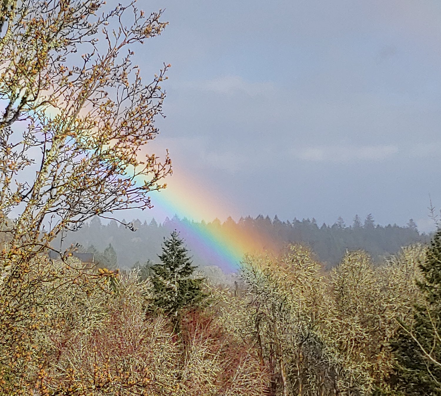 Rainbow in the trees