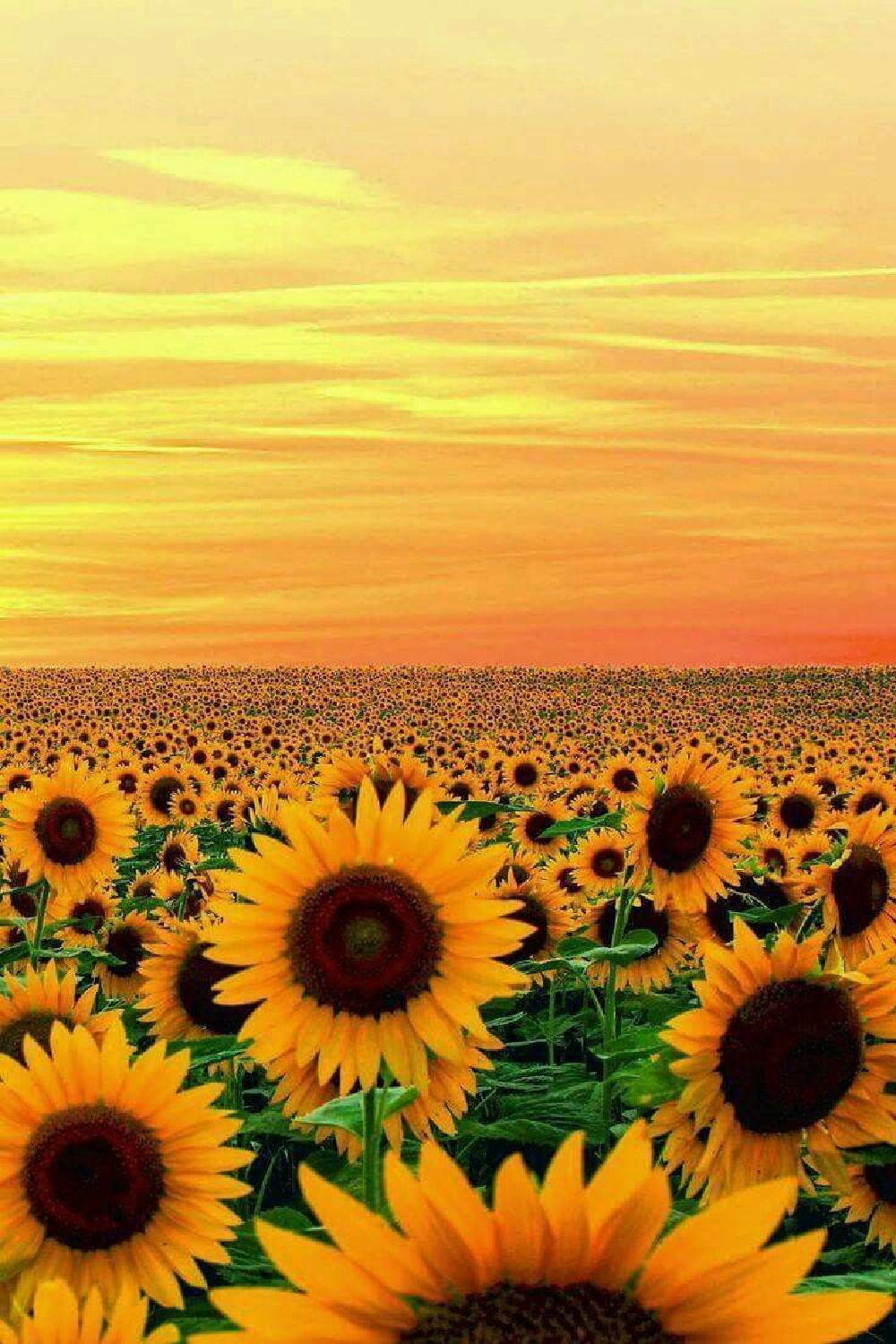 Sunflowers
