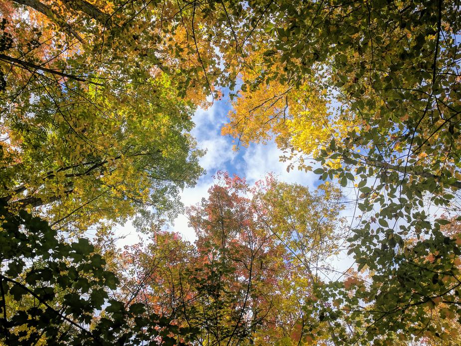  Colorful Forest Leaves In Canopy Photo  Bright yellows, greens, and pinks surround a blue sky as this photographer looks up through the tops of a forest. Colorful leaves changing in fall make for a beautiful nature photograph.