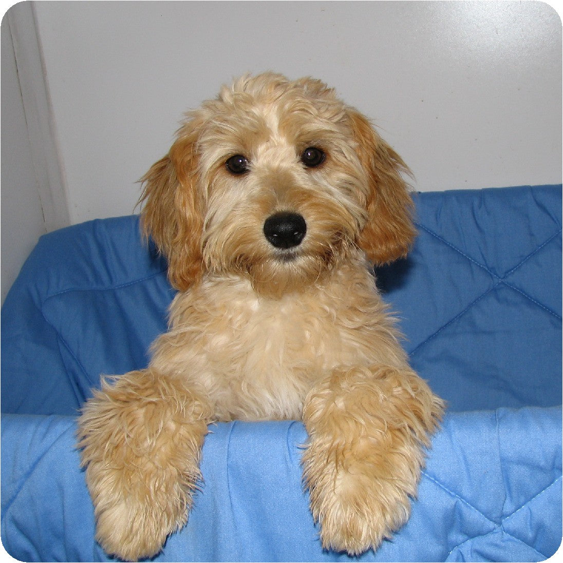 Daisy