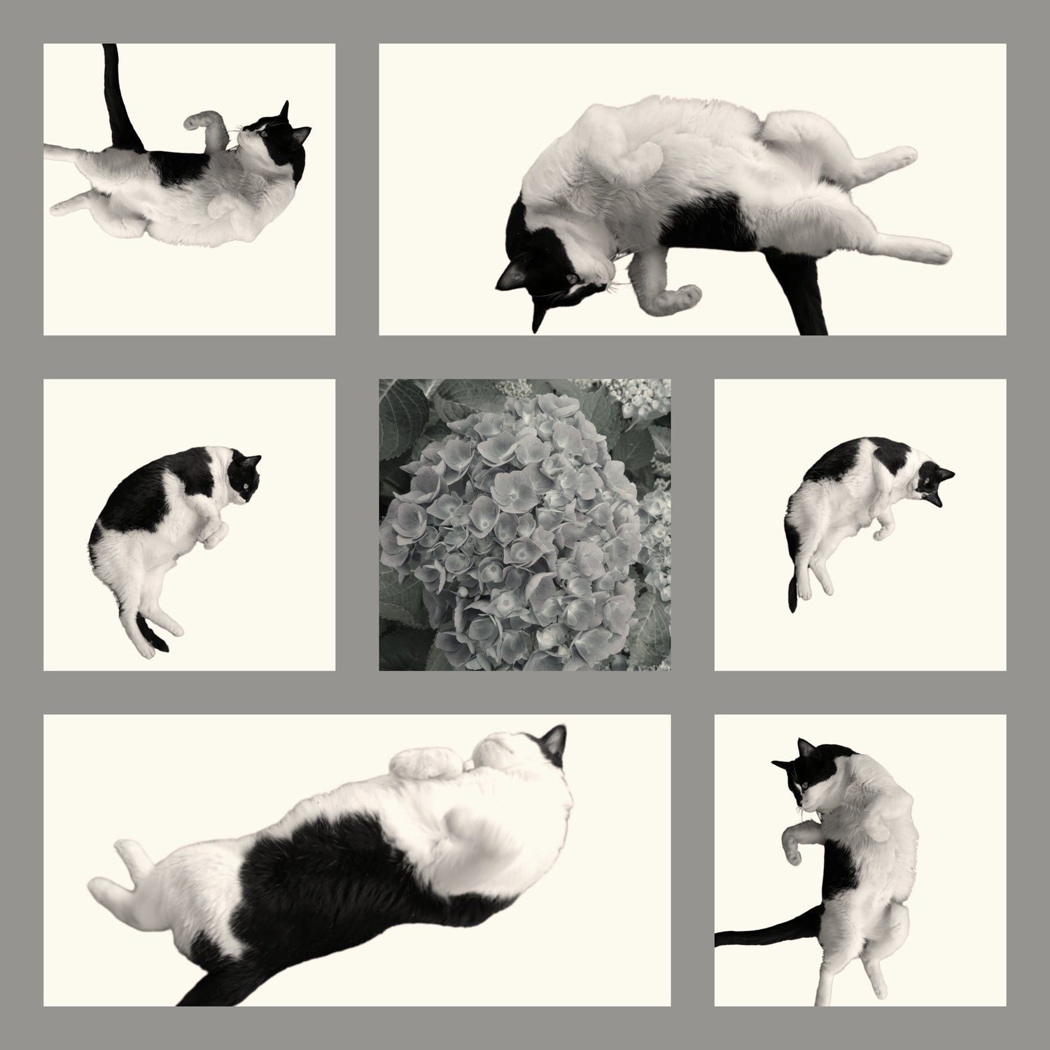 Yoga Cat
